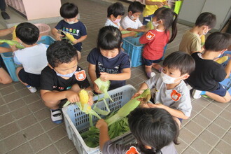 写真：トウモロコシの皮むきをする子ども達