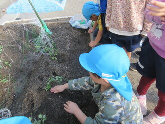 写真：子どもたちがスナップエンドウを土へ植える様子