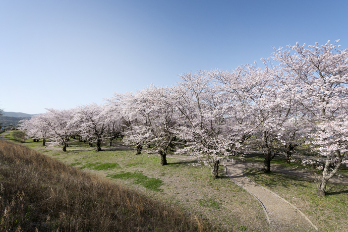 宮川堤と桜の画像