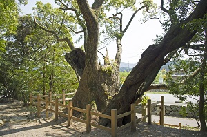 写真：松下社の大クス