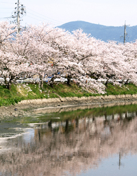 写真：桧尻川の桜