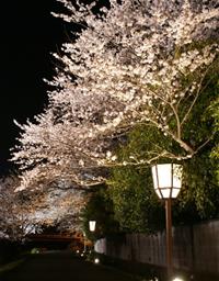 写真：五十鈴川堤の夜桜