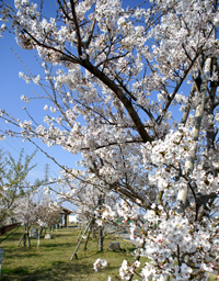 写真：ラブリバー公園