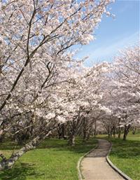 写真：宮川堤の遊歩道