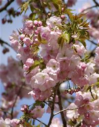 写真：横輪桜アップ