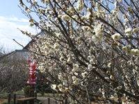  写真：臥竜梅公園の梅の様子1