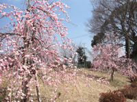 写真： 離宮院公園の梅の様子1