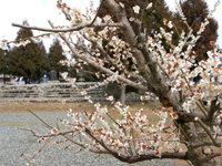 写真：楠部町の梅の様子1