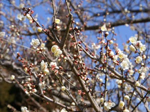 写真：楠部町の梅の様子3