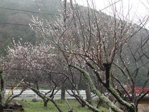 写真：矢持町の梅の様子2