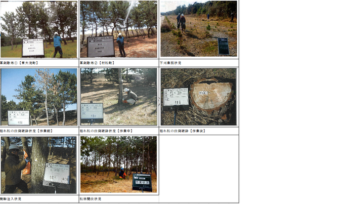 松林の整備状況写真