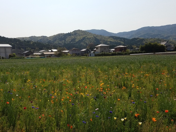 写真：花畑の様子