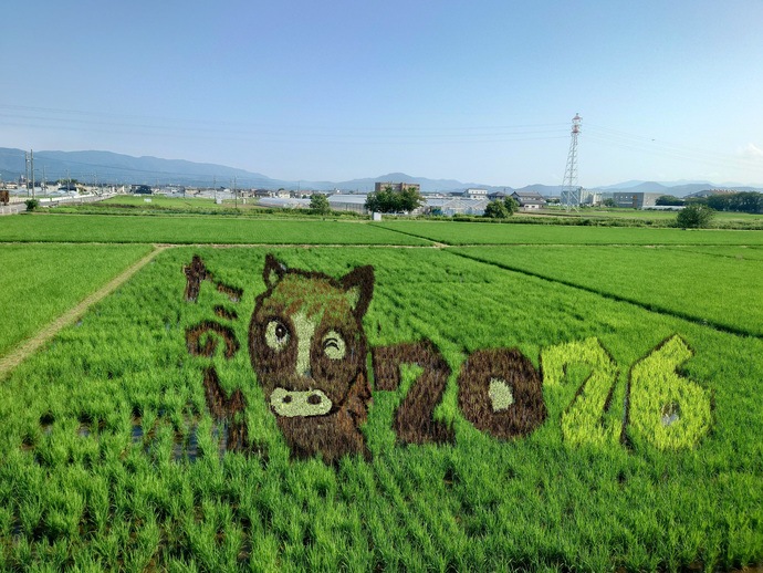 写真：田んぼアートの様子