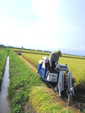 写真：稲刈り