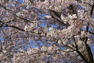 写真：宮川堤の桜2