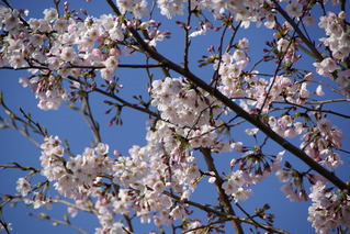 写真：宮川堤の桜3