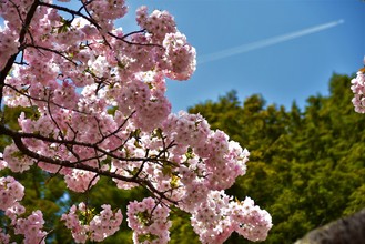 写真：横輪の桜2