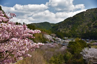 写真：横輪の桜1