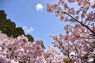 写真：横輪の桜3