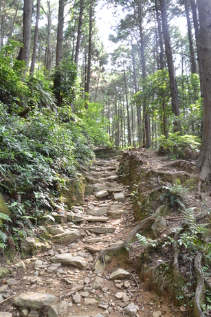 写真：登山道1