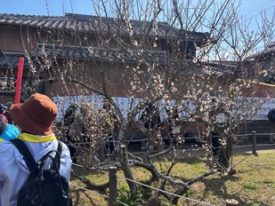 新開臥竜梅公園の臥竜梅