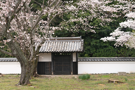 画像：桜咲く豊宮崎文庫