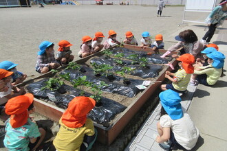 写真：野菜の苗を植える様子2