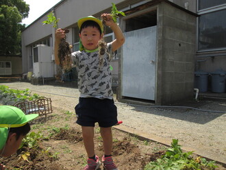 収穫したじゃがいもを手にする写真