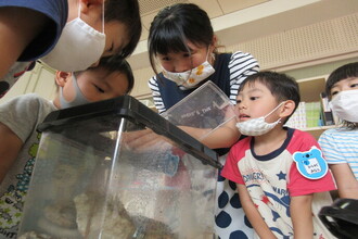 子どもたちが飼育ケースをのぞき込んでいるところ