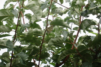ツマグロヒョウモンが木に止まっているところ