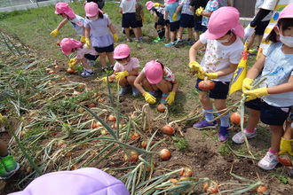玉ねぎを収穫する子ども達。