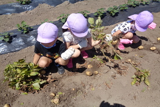 じゃがいもを見つめる子ども達。