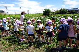 トウモロコシを収穫している子ども