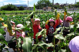 トウモロコシを収穫して喜ぶ子どもたち