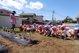 夏野菜の苗を植える年長さん