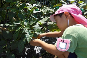 野菜の収穫をするさくら組さん