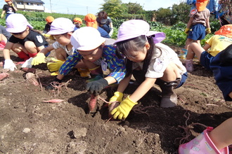 写真：芋掘りをしている年長さん