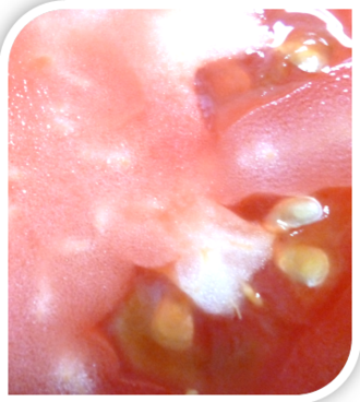 写真：断面はピンク色の果肉に小さな種のようなものが見える