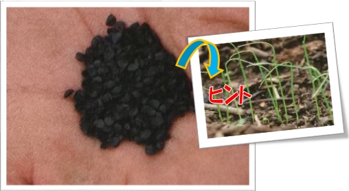画像：黒い小さな種、細い芽