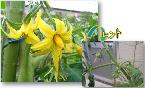 写真：黄色の花