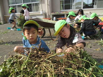 落花生をとる園児の写真