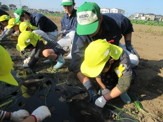 高校生と玉ねぎの苗を植える写真1