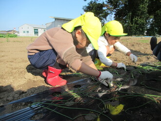 玉ねぎの苗を植える園児の写真