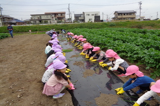 写真：玉ねぎの苗を植える年長さん
