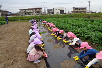 写真：玉ねぎの苗を植える年長さん