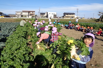 写真：大根を収穫する年長さん