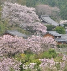 写真：里山に咲く横輪桜