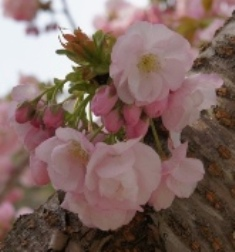  写真：横輪桜アップ