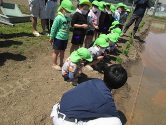 田んぼに入ろうとしている園児の写真