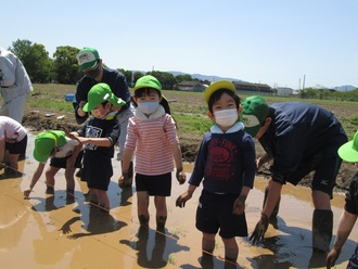 田植えをする園児の写真2